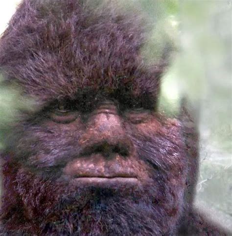 Survivorman Bigfoot Edition Fact Fiction Or Fan Fiction Aipt