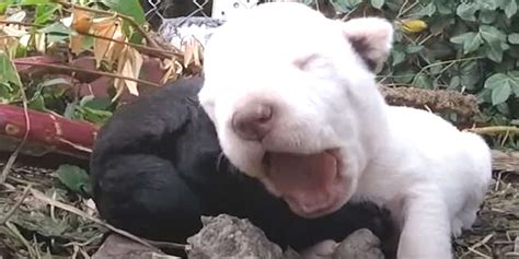 Litter Of Puppies Gets Rescued — But Ones Stuck In A Fence Videos