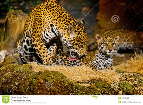Jaguar Cubs Stock Image Image Of Jungle Carnivore Feline 29253403