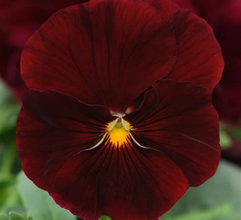 Matrix Scarlet Clear Pansy Calloways Nursery