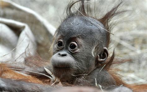 We did not find results for: 42+ Baby Monkeys Wallpaper on WallpaperSafari