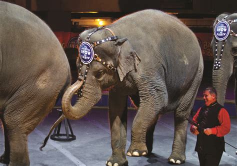 Why Did Ringling Brothers Stop Using Elephants In Its Circus