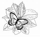 Butterfly Coloring sketch template