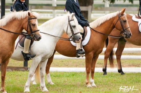 North Houston Horse Park Riding Instructor In The Woodlands Texas