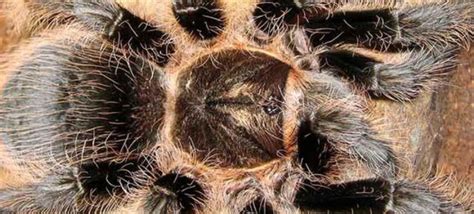 tarantulas are cute too — cyanocoraxx: beginner tarantulas ...