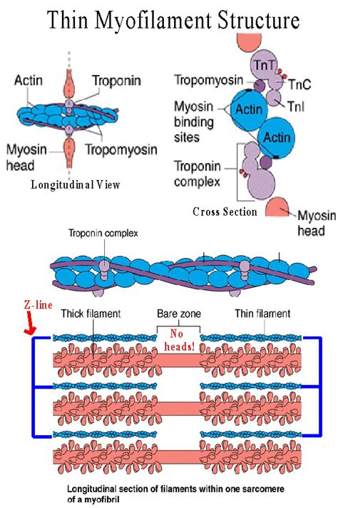 Biol 237 Class Notes Muscle Cells And Muscle Physiology