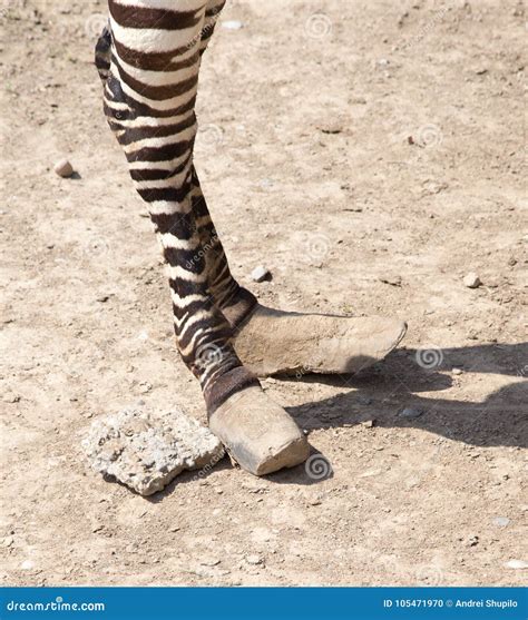 Zebra Hooves Stock Photo Image Of Safari Travel Equids 105471970