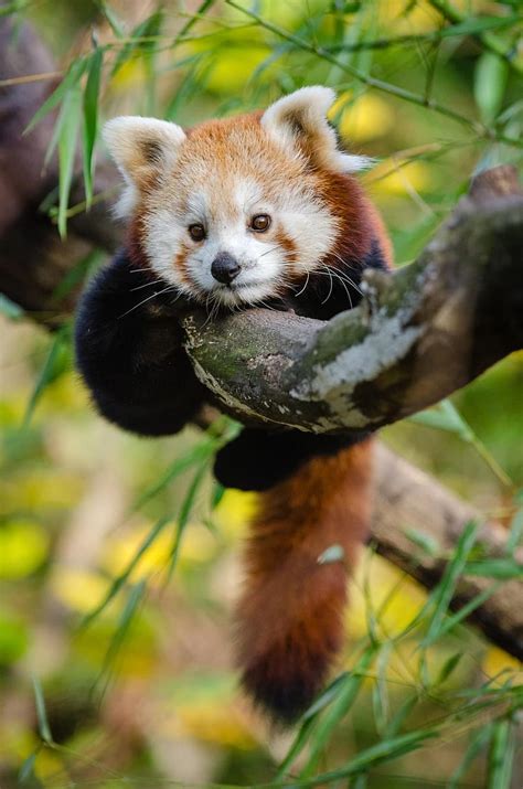 Red Panda Sleeping On Branch China Red Fur Fluffy Wild Nature