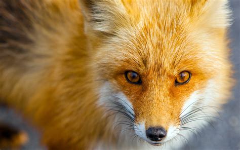 Vermelho Raposa Vida Selvagem 4k Hd Closeup Visualização