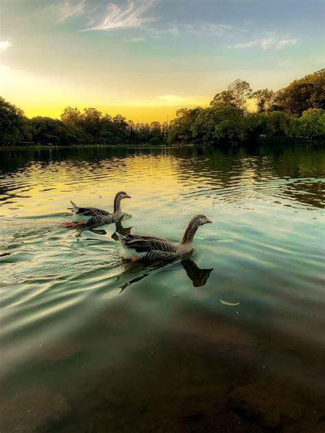 Ducks In A Lake Stock Image Image Of Beautiful Sunset 153816737