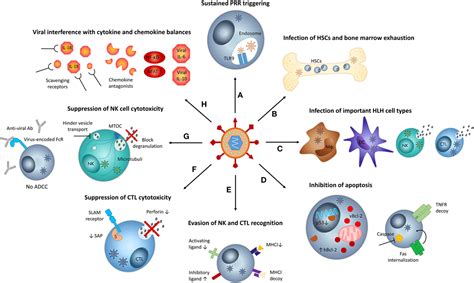 Frontiers How Viruses Contribute To The Pathogenesis Of