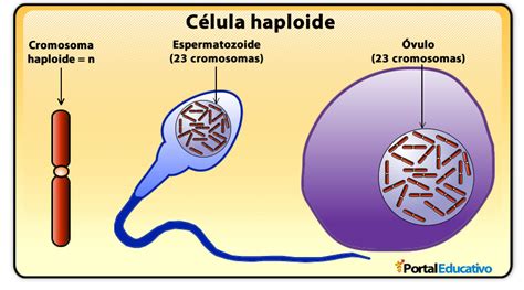 Más Allá De La Biología Célula Haploide Y Diploide