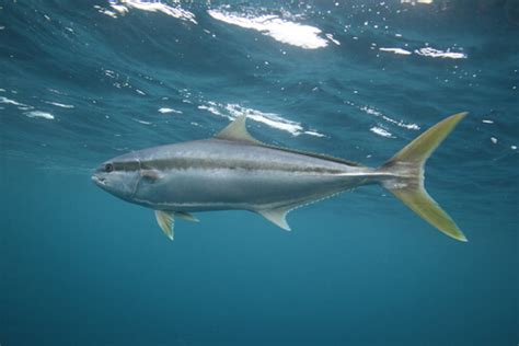 Yellowtail Facts And Beyond Biology Dictionary
