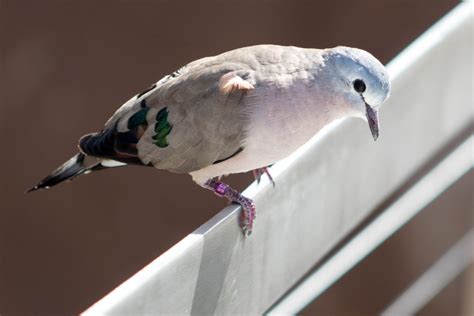 Emerald Spotted Wood Dove Zoochat