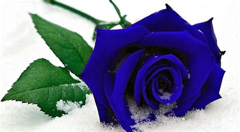Blue Rose On Snow Most Beautiful Blue Roses In The World 3840x2120