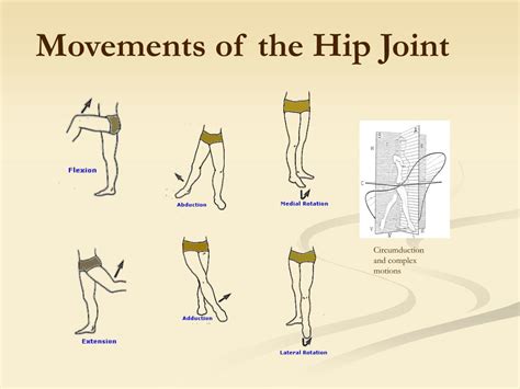 Ppt Iliofemoral Joint Hip Presented By Angela Clifford Casey