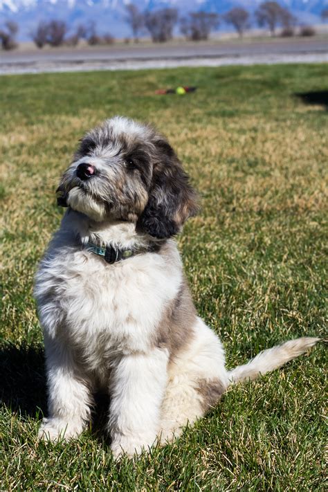 Please refer to our color variety page to see examples. Unique F1B Blue Merle Goldendoodle- PLACED - Puppy Steps ...