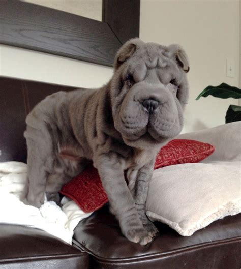 Blue Shar Pei Puppy Named Perry Wrinkle 3 Months Old Cute Baby