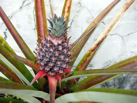Free How To Grow A Pineapple Stock Photo