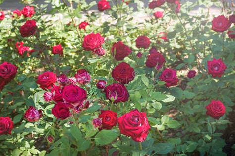 Flowering Rose Bushes In The Summer Garden Stock Photo Image Of Rose