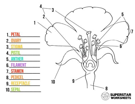 This cloze activity can be used to review how plants are classified into groups such as vascular, nonvascular, seed, seedless, angiosperms, and gymosperms. Parts of a Flower Worksheets - Superstar Worksheets
