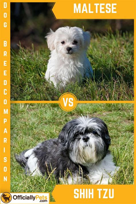 Maltese Vs Shih Tzu A Detailed Comparison Of Both Dog Breeds