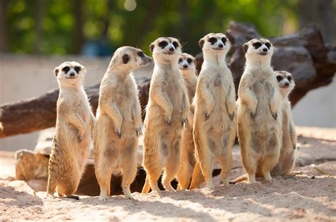 Scientists Monitor Meerkats Response To Returning Zoo Visitors