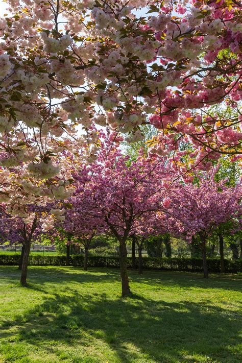 It seems most neighborhoods have a wealth of them. Types of Flowering Cherry Trees - Gardenerdy