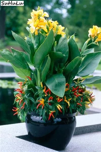 10 Pcs Bag Canna Lily Potted Flower Variety Budding Rate 95 Mixed