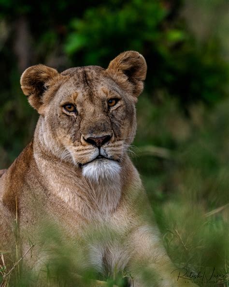Kenya Potrait Of A Lioness