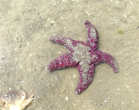 Ochre Sea Star Or Starfish Facts And A Major Wasting Disease Owlcation
