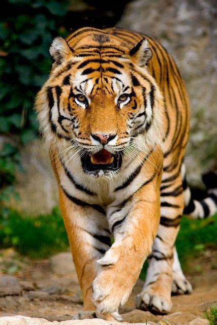 Gorgeous Tiger 🐯 Majestic Animals Animals Wild Animals Beautiful