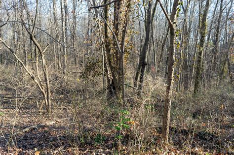 Beautifully Wooded 10.47 +/- Lot - Vanderburgh County, IN