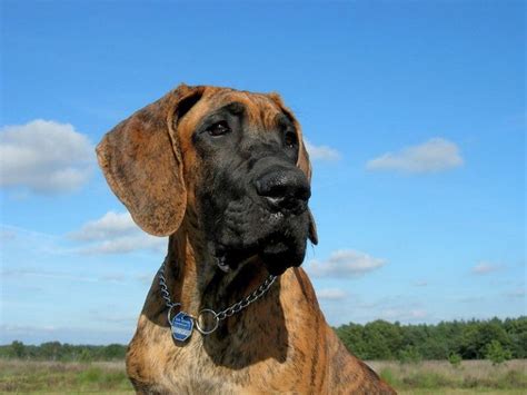 350 Great Dane Names Popular Male And Female Names