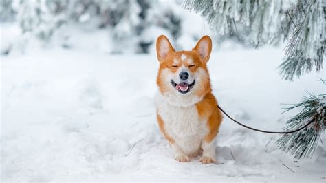 Dog In Snow Wallpapers Wallpaper Cave