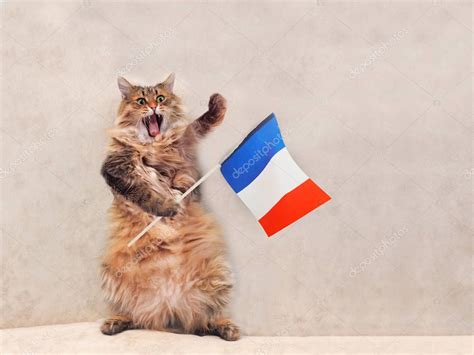 The Big Shaggy Cat Is Very Funny Standingfranceflag 9