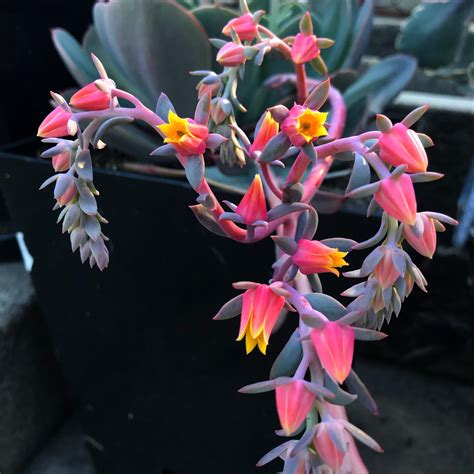 Check spelling or type a new query. Some Echeveria pumila var. glauca flowers. My favourite ...