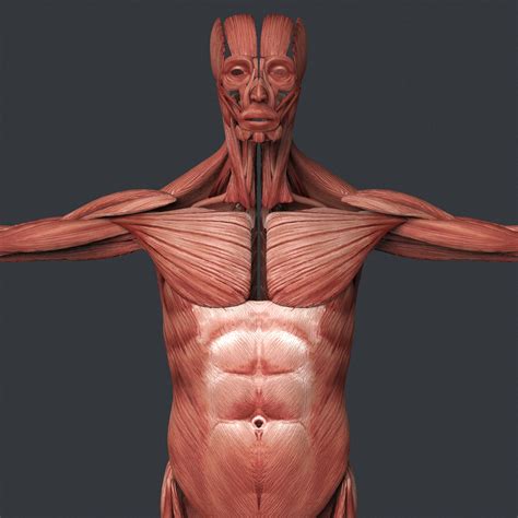 Male Muscular System By Creativejungle007 3docean