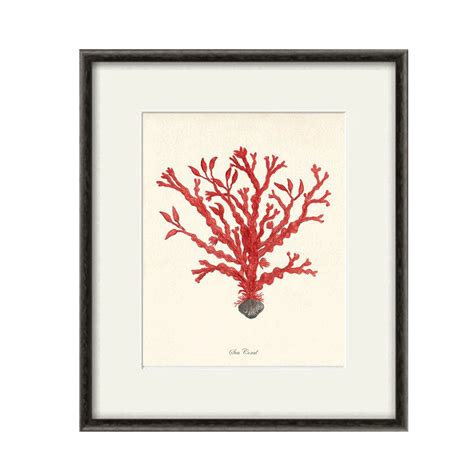 Red Sea Coral Art Print Vintage Sea Art Print Old Prints Etsy