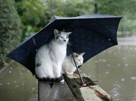 Chats sous un parapluie - Lol Chat - Images, photos et ...