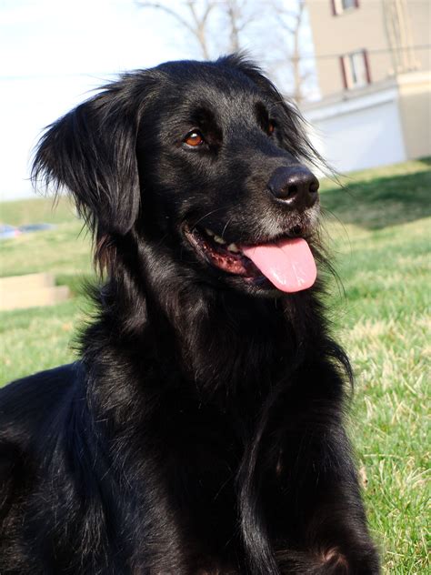 What kind of dog looks like a golden retriever). aww, fella. my pic. | Flat coated retriever, Black golden ...