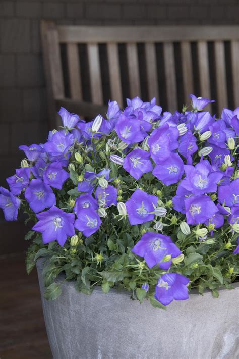 Deep Blue Clips Bellflower Campanula Carpatica Deep Blue Clips