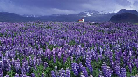 Iceland Lupine Flowers Beautiful Flowers Photos Flower Landscape