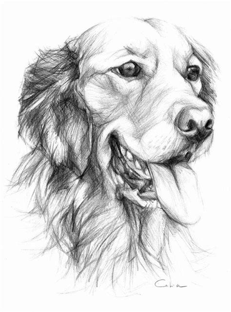 See more ideas about art, pencil art, colored pencils. Golden Retriever Pet Portrait Original Pencil by ...