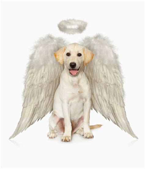 How God May Send Messages To You Through Dogs Dog Angel Dog Heaven Dogs