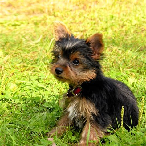 Yorkie Puppies Wallpaper (51+ images)