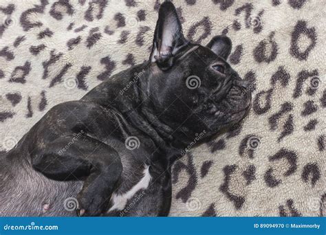 Black French Bulldog Dog Sitting On The Sofa Look Stock Photo Image