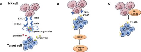 Frontiers Current State Of Nk Cell Mediated Immunotherapy In Chronic