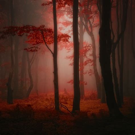 Gorgeous Otherworldly Photos Of Colorful Forests Beautiful Landscape