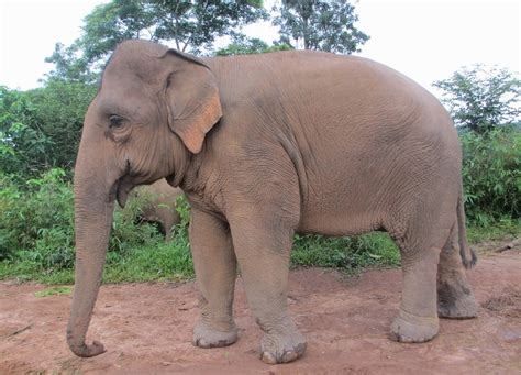 Asian Elephant Facts Weight Habitat Diet Life Cycle Pictures
